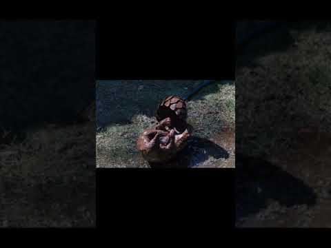 Pangolin Funny Video|#shorts