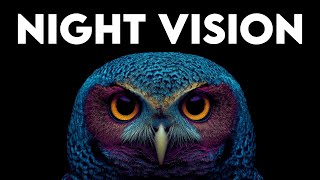 How Owls Hunt in Darkness