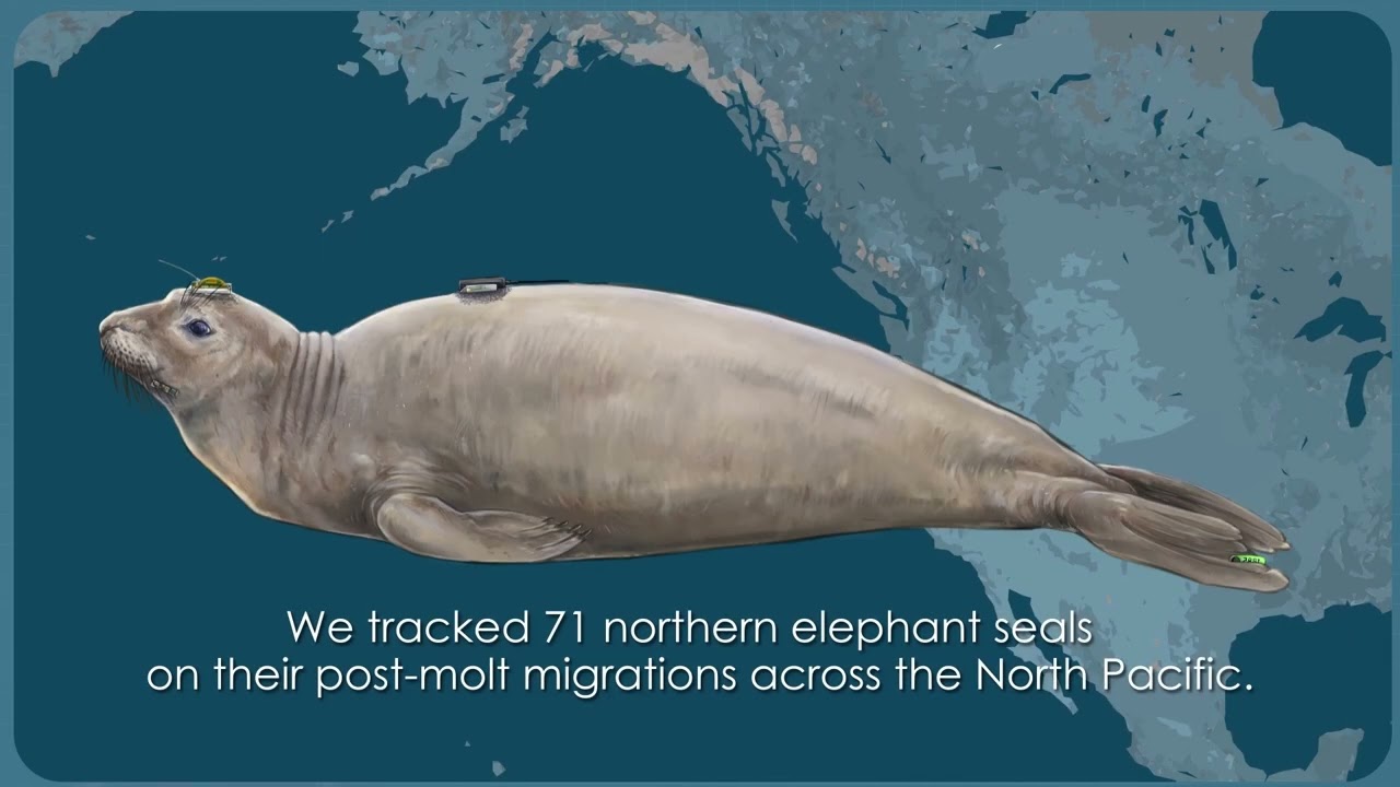 Data Driven Animation for Science Communication Promo