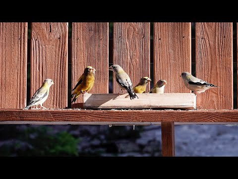 Evening Grosbeaks at the Feeder (24 November 2022)