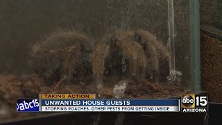 Tips to keeping cockroaches (and other bugs) out of your house