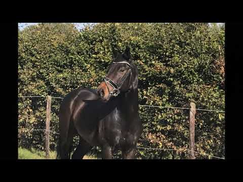 Fidertanz x De Niro x Rubinstein I