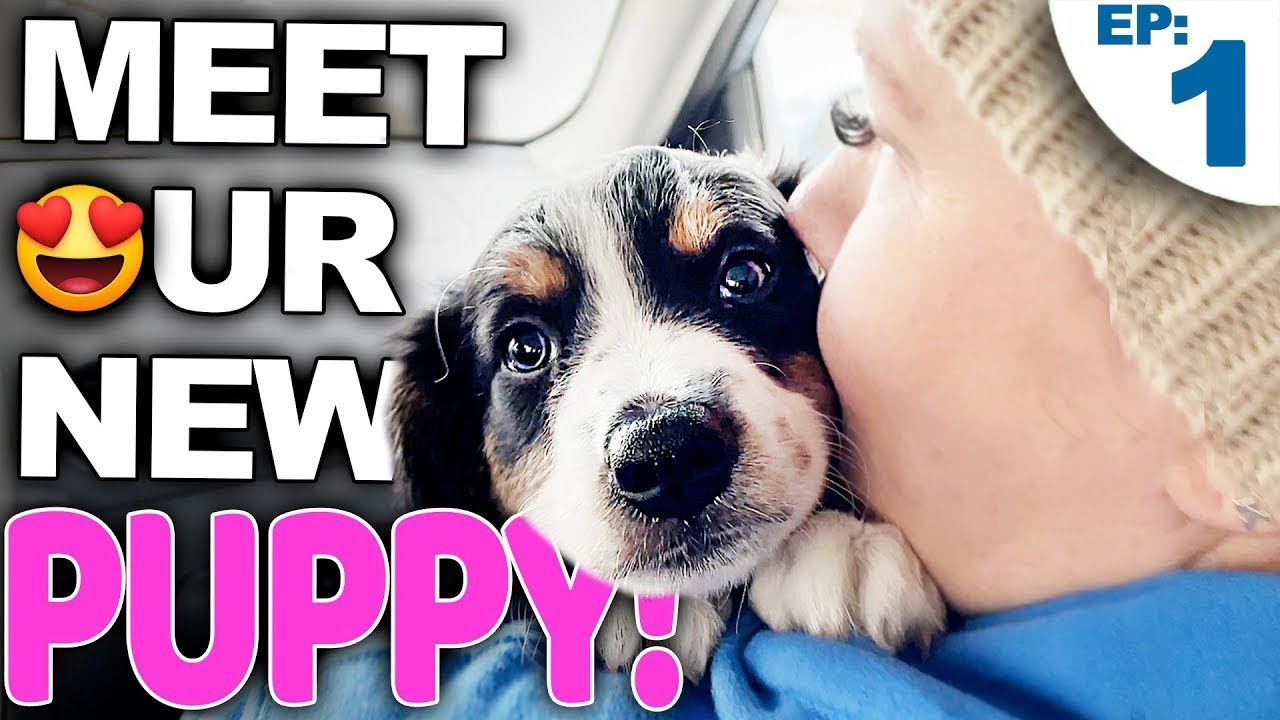 Your Complete Guide For Bringing A New Puppy Home