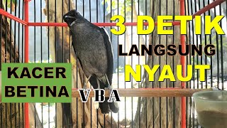 Download lagu 99% PAncingan Kacer Betina paling EFEKTIF untuk memancing Kacer JANTAN yang SUSAH GACOR mp3 Download lagu 99% PAncingan Kacer Betina paling EFEKTIF untuk memancing Kacer JANTAN yang SUSAH GACOR mp3