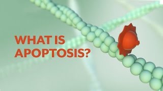 &quot;What is Apoptosis?&quot; The Apoptotic Pathways and the Caspase Cascade