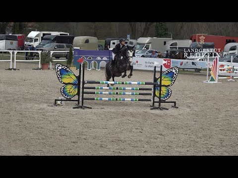 Cabalu v. Colman - Zento, OS, Hengst, gekört * 2019