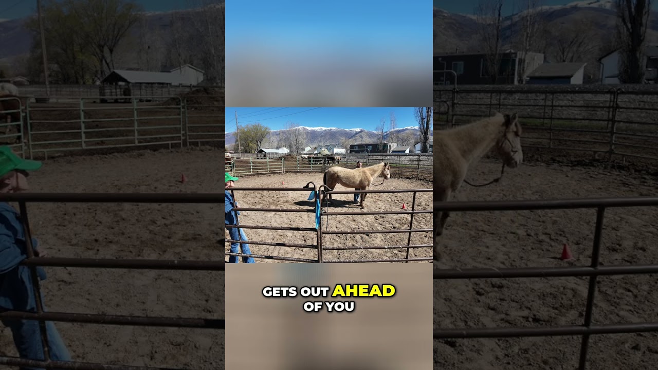 Horse Leading Training: Perfect Your Horse's Behavior #shorts