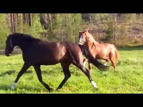 2 year stallion Untouchable-  Cassini II