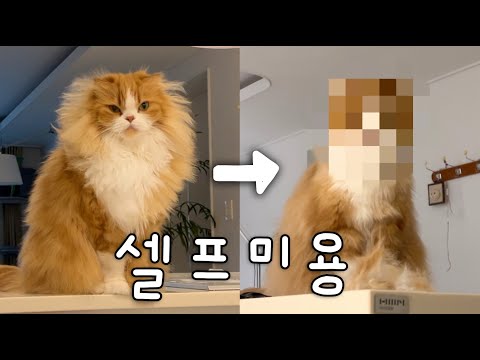 엉망으로 자르던 엄마 미용 실력은 늘었을까?.. 엉망진창 셀프미용 ㅎ....