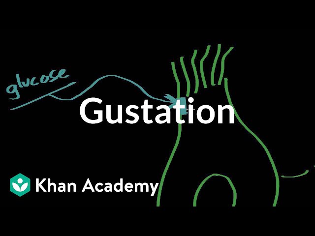 英语中gustatory的视频发音