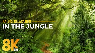 8K Virtual Jungle Visit – Hawaii Tropical Botanical Garden + Authentic Tropical Forest Sounds