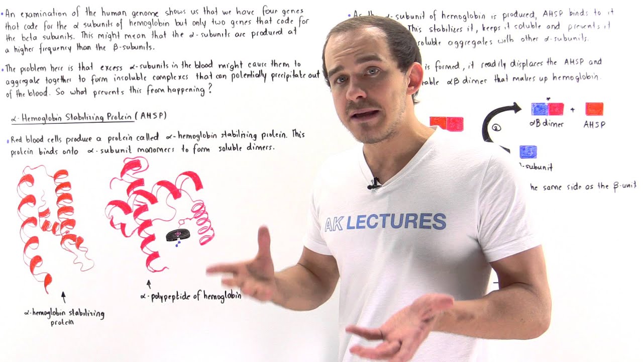Alpha Hemoglobin Stabilizing Protein