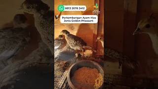 Download lagu Perkembangan Ayam Golden Pheasant #goldenpheasant #pheasant #ayamhias mp3 Download lagu Perkembangan Ayam Golden Pheasant #goldenpheasant #pheasant #ayamhias mp3