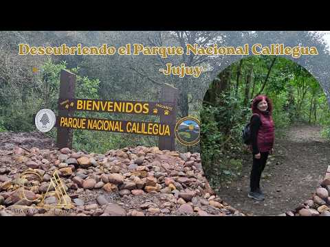 IMPERDIBLE!! Parque Nacional Calilegua: un recorrido fantástico!