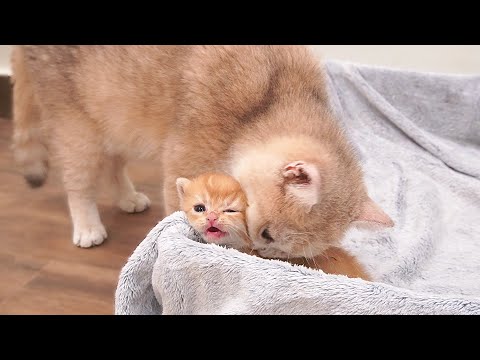 Mom cat gets angry when I try to help the kitten escape from the box and carry it close to her