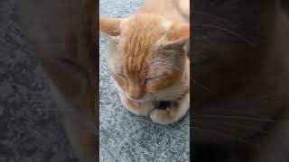 Download lagu Tiktok Kucing Lucu Part 60 mp3 Download lagu Tiktok Kucing Lucu Part 60 mp3