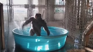 Gorilla goes crazy having fun in paddling pool
