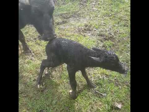 #murah #buffalo #wild