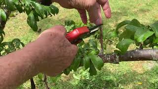 Pruning a plum tree