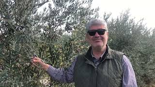 İspanyol Arbequina Zeytin Fidanı Süper Kazanç