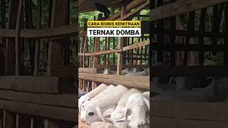 Download lagu Bisnis Kemitraan Ternak Domba #shorts mp3 Download lagu Bisnis Kemitraan Ternak Domba #shorts mp3