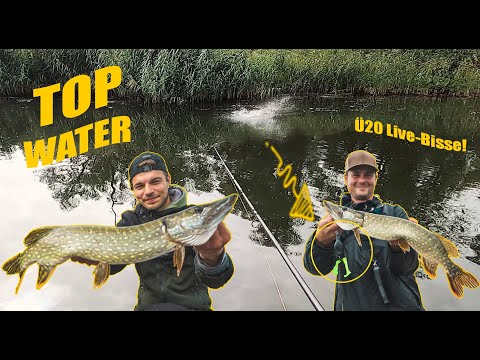 ÜBER 20 LIVEBISSE, SELFMADE DUCK & MANN ÜBER BOARD - TOPWATER-ACTION  💥🌊🐊