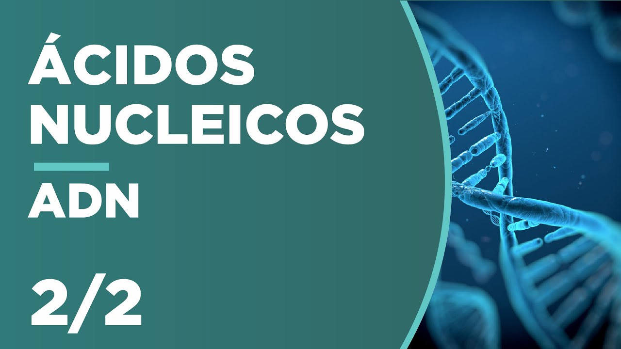 ADN: CONCEPTO, ESTRUCTURA y FUNCIÓN | ÁCIDOS NUCLEICOS 2