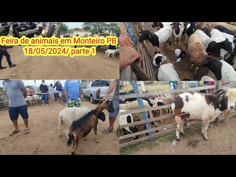 Feira de animais em Monteiro PB 18/05/2024/