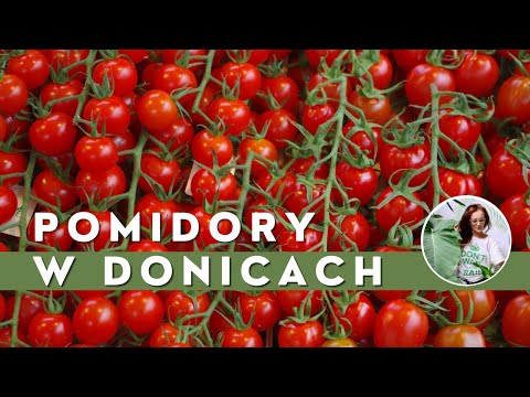 , title : 'Uprawa Pomidorów w Donicach na balkonie, tarasie. Jak sadzić POMIDORY w pojemnikach'
