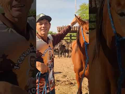 porda a venda região de Minador do negrão Alagoas