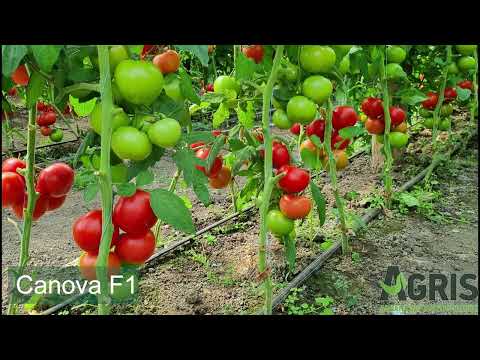 Canova F1 - Cultura de tomate în jud. Iași, loc. Târgu Frumos, la ferma familiei Maxim
