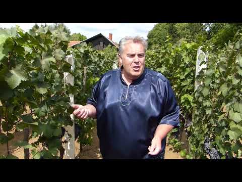 Bilogoro moja-Josip Posavec