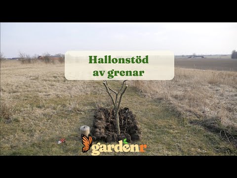 Hallonstöd av grenar - Trädgårdshacks med GardenR