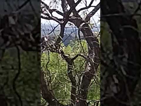 uns dos  pontos mais altos de pedro ll Piauí ,avenda $$