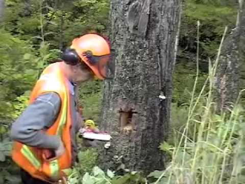 Dangerous Tree Blasting - Meeting Danger with Dynamite