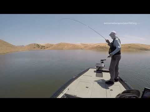 Barbel on the Dry fly fishing