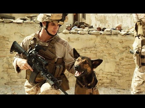 Loyal Dog Fights To Avenges His Owner's Death