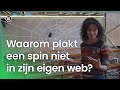 Waarom blijft een spin niet kleven in zijn eigen web? | Vragen van Kinderen