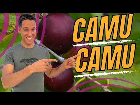 Benefits of Camu Camu - Amazonian Vitamin C Superpower