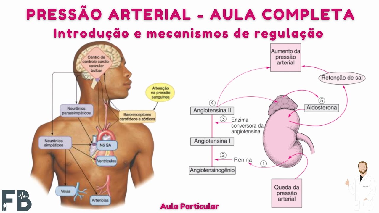 Pressão Arterial - Introdução e mecanismos de regulação / AULA COMPLETA | Prof. Felipe Barros