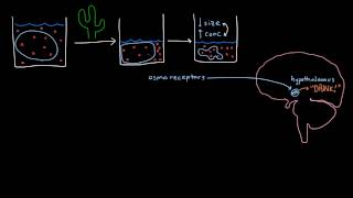 Kidney: Getting Thirsty