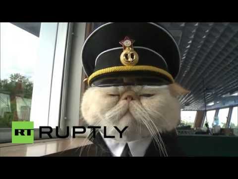 俄國貓咪任「船長」人氣爆棚