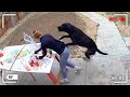 LOS MEJORES VÍDEOS CON ANIMALES DE 2025, CAPTADOS POR LAS CÁMARAS DE VIDEOVIGILANCIA DEFAULT Thumbnail