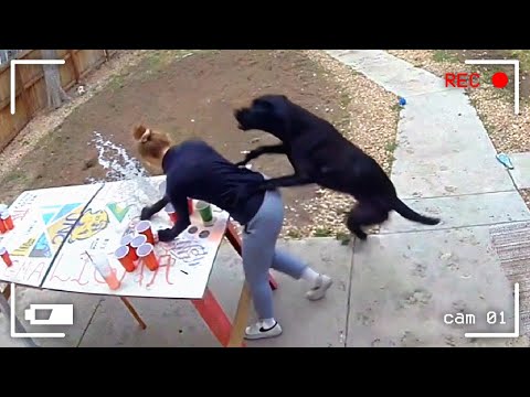 LOS MEJORES VÍDEOS CON ANIMALES DE 2025, CAPTADOS POR LAS CÁMARAS DE VIDEOVIGILANCIA