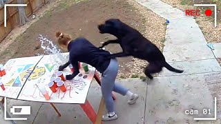 LOS MEJORES VÍDEOS CON ANIMALES DE 2025, CAPTADOS POR LAS CÁMARAS DE VIDEOVIGILANCIA MQDEFAULT Thumbnail