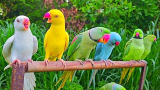 Talking Parrot Natural Sounds