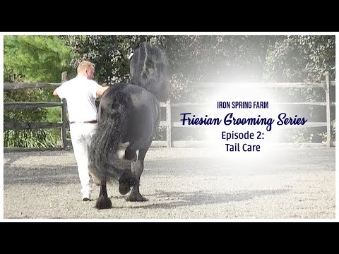 Iron Spring Farm Friesian Grooming Series: Ep. 2  Tail Care