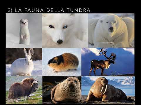 La tundra e la taiga