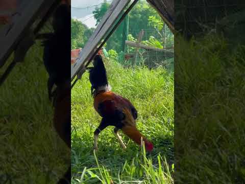 Newly Corded Stag❤️ Golden Monkey Sweater F1❤️