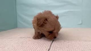 ハーフ犬の動画01